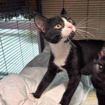 Pecan Praline -  Domestic Short Hair Cat Available for Adoption in Charleston, South Carolina - Pecan Praline | PetCurious