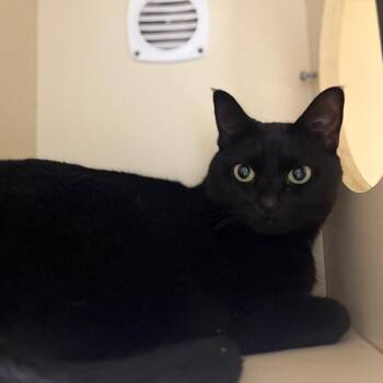 Lucy -  Domestic Short Hair Cat for Adoption in Sarasota, Florida - Lucy | PetCurious