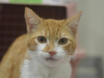Kylo -  Domestic Short Hair Cat for Adoption in Portland, Oregon - Kylo | PetCurious