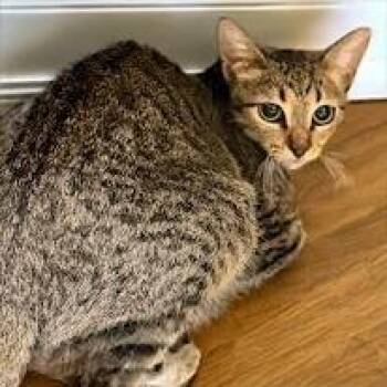 Meadow -  Domestic Short Hair Cat for Adoption in Austin, Texas - Meadow | PetCurious