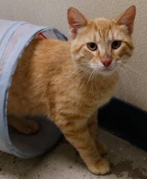 Mr. Shrimp -  Domestic Short Hair Cat for Adoption in Verona, Wisconsin - Mr. Shrimp | PetCurious