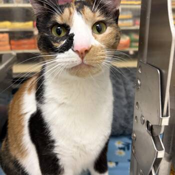 Roxy -  Domestic Short Hair Cat for Adoption in Houston, Texas - Roxy | PetCurious