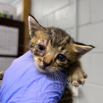 Plinko -  Domestic Short Hair Cat for Adoption in Summerville, South Carolina - Plinko | PetCurious