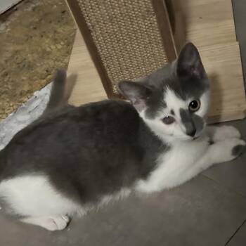 Wayne -  Domestic Short Hair and Russian Blue Cat for Adoption in Carmel, Indiana - Wayne | PetCurious