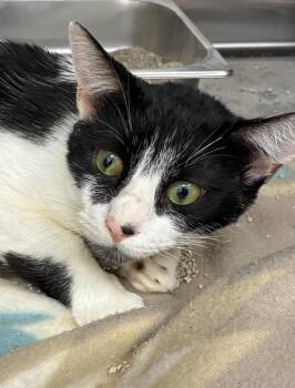 Oil Rig -  Domestic Short Hair Cat for Adoption in Hartsville, South Carolina - Oil Rig | PetCurious