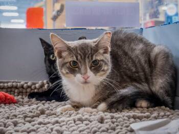 Roary (shy but sweet) -  Domestic Short Hair Cat for Adoption in Hanson, Massachusetts - Roary (shy But Sweet) | PetCurious