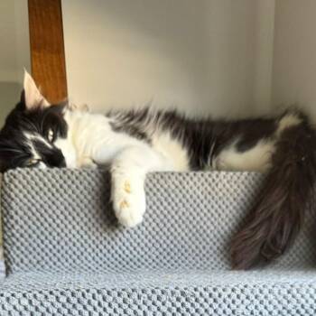 Royal -  Domestic Long Hair and Maine Coon Cat for Adoption in Mastic, New York - Royal | PetCurious