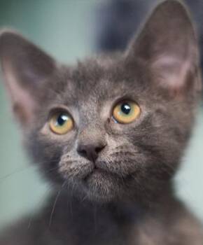 Fog -  Domestic Short Hair Cat for Adoption in Encinitas, California - Fog | PetCurious