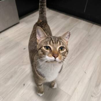 Parsnip -  Tabby Cat for Adoption in Columbia, South Carolina - Parsnip | PetCurious