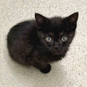 Domestic Short Hair Cats Available for Adoption - Cacao | PetCurious