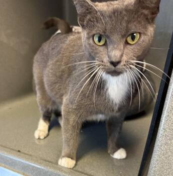 Misty -  Domestic Short Hair Cat for Adoption in Oberlin, Ohio - Misty | PetCurious
