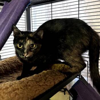 Brinx -  Domestic Short Hair Cat for Adoption in Long Beach, California - Brinx | PetCurious