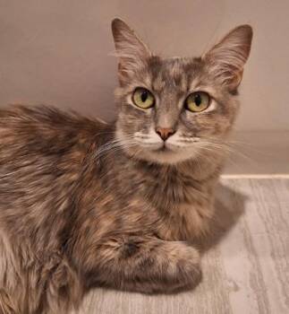 Autumn -  Domestic Medium Hair Cat for Adoption in Sacramento, California - Autumn | PetCurious