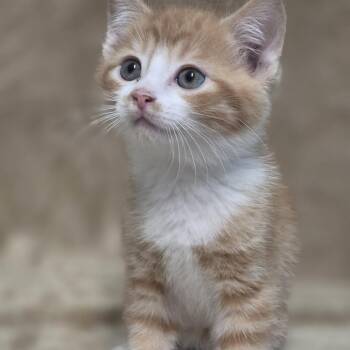 Skeeter -  Domestic Medium Hair Cat for Adoption in Wiggins, Mississippi - Skeeter | PetCurious