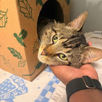 Domestic Short Hair Cats Available for Adoption - Basket | PetCurious