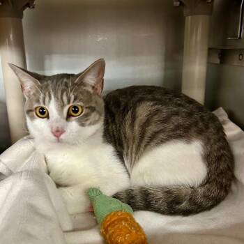 Domestic Short Hair Cats Available for Adoption - Lily | PetCurious