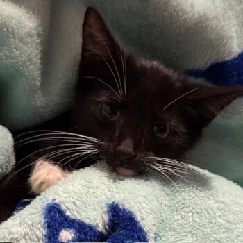 Rescue Domestic Short Hair Cats for Adoption in Estacada, Oregon - Michael Myers | PetCurious