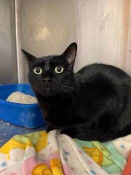 Freddy -  Domestic Short Hair Cat for Adoption in Fort Collins, Colorado - Freddy | PetCurious