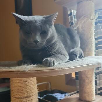 Reign -  Russian Blue Cat for Adoption in Melrose, Massachusetts - Reign | PetCurious