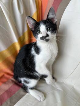 Brisket -  Domestic Short Hair Cat for Adoption in Corpus Christi, Texas - Brisket | PetCurious