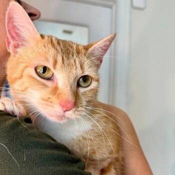 Avril Taylor -  Tabby and Domestic Short Hair Cat for Adoption in Friendswood, Texas - Avril Taylor | PetCurious