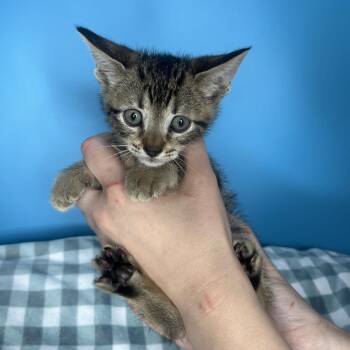 Domestic Short Hair Cats Available for Adoption in San Antonio, Texas - Sleepy | PetCurious