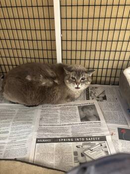 Domestic Medium Hair Cats Available for Adoption in Green River, Wyoming - Cupcake | PetCurious