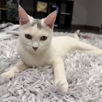 Marshmallow -  Domestic Short Hair Cat for Adoption in Norwalk, Connecticut - Marshmallow | PetCurious