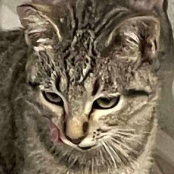 Rescue Domestic Short Hair Cats for Adoption in Jurupa Valley, California - Journey | PetCurious