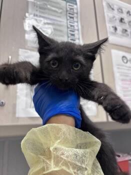 VANTA -  Domestic Short Hair Cat for Adoption in Las Vegas, Nevada - VANTA | PetCurious