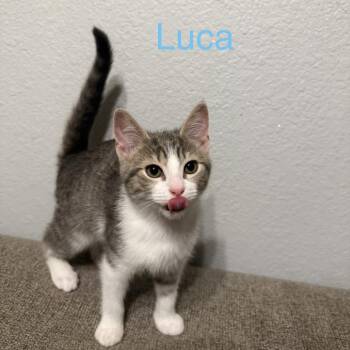 Luca -  Domestic Short Hair Cat for Adoption in Carmel, Indiana - Luca | PetCurious