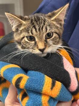Sissy -  Domestic Short Hair Cat for Adoption in New Cumberland, West Virginia - Sissy | PetCurious