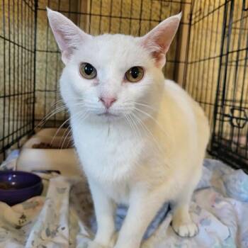 Blossom -  Domestic Short Hair Cat Available for Adoption in Park Falls, Wisconsin - Blossom | PetCurious