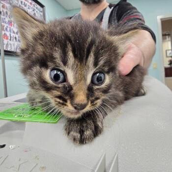 Jaguar -  Domestic Short Hair Cat for Adoption in Buffalo, New York - Jaguar | PetCurious