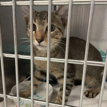 Kai -  Domestic Short Hair Cat for Adoption in Port Charlotte, Florida - Kai | PetCurious