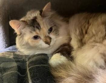 Dilute Calico Cats Available for Adoption - Loxie | PetCurious