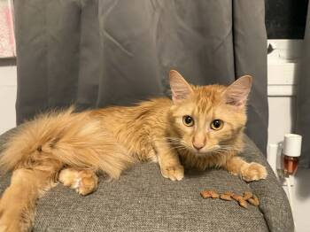 Domestic Medium Hair Cats Available for Adoption in Winnipeg, Manitoba - Tinkerbell | PetCurious