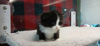 Domestic Short Hair Cats Available for Adoption in Crocker, Missouri - Luna | PetCurious