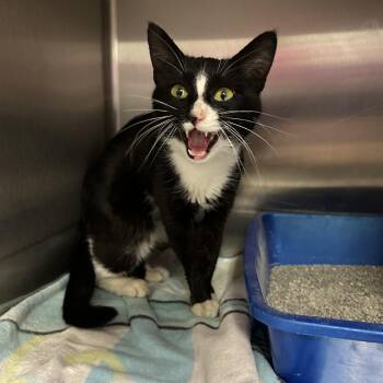 Tuxedo Cats Available for Adoption in La Grange Park, Illinois - Liver | PetCurious