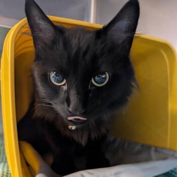 Domestic Short Hair Cats Available for Adoption in Manhattan, Kansas - Salem | PetCurious