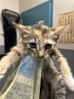 LILAC -  Domestic Short Hair Cat for Adoption in Las Vegas, Nevada - LILAC | PetCurious