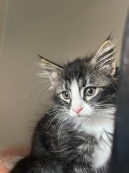 Tommy Toebeans -  Domestic Medium Hair and Domestic Short Hair Cat for Adoption in Fairfax, Virginia - Tommy Toebeans | PetCurious
