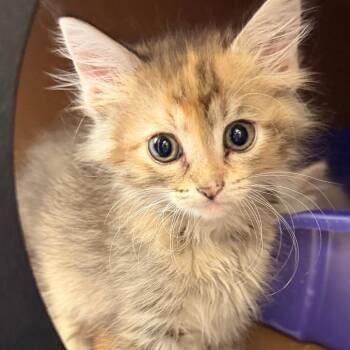 Juliet -  Domestic Long Hair Cat for Adoption in Middlebury, Vermont - Juliet | PetCurious