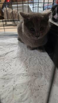 Domestic Short Hair Cats Available for Adoption - Bert | PetCurious