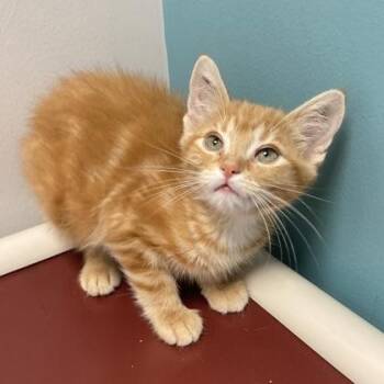 Juicy -  Domestic Short Hair Cat for Adoption in Janesville, Wisconsin - Juicy | PetCurious