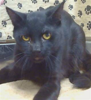DENVER -  Domestic Short Hair Cat for Adoption in Sacramento, California - DENVER | PetCurious