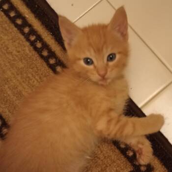 Aster 3 -  Domestic Short Hair Cat for Adoption in Cumming, Georgia - Aster 3 | PetCurious