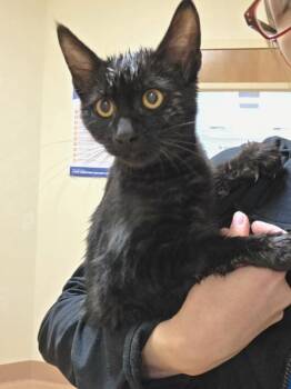 Salah -  Domestic Medium Hair Cat for Adoption in Kennewick, Washington - Salah | PetCurious