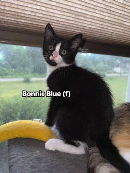 Rescue Domestic Short Hair Cats for Adoption in Inman, South Carolina - Bonnie | PetCurious