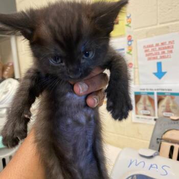 Domestic Short Hair Cats Available for Adoption in Memphis, Tennessee - ZINKY | PetCurious